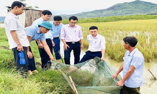 Hiệu quả từ mô hình “nuôi luân canh cá chép trong ruộng lúa”