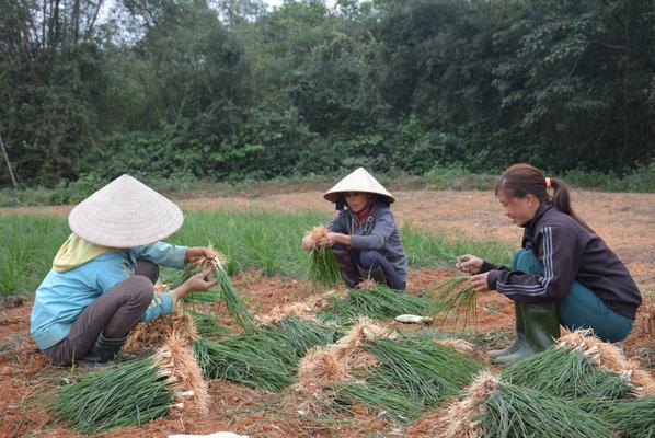 Bà con nông dân ở thôn Đồng Trụ Đông, xã Kỳ Đồng  ​ đang thu hoạch Kiệu chuẩn bị cho tết Nguyên đán.