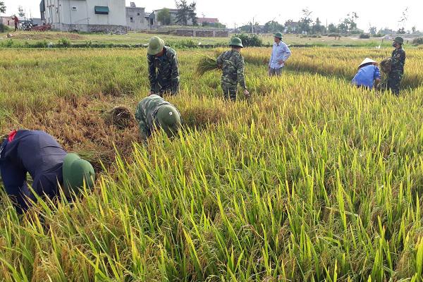 Cán bộ chiến sỹ Đồn Biên phòng Kỳ Khang: Giúp đỡ bà con nhân dân thu hoạch lúa vụ Xuân.