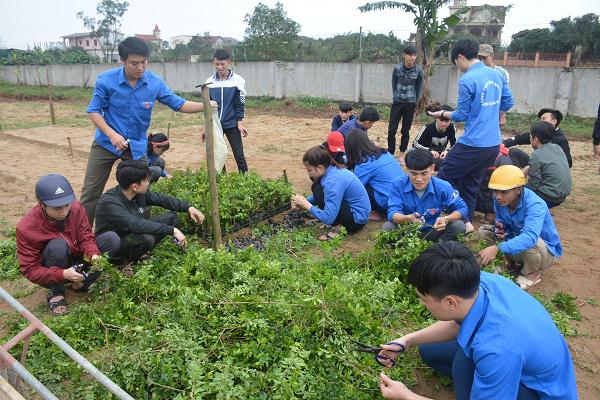 Đoàn Thanh niên xã Kỳ Đồng, huyện Kỳ Anh xây dựng mô hình vườn ươm cây giống.