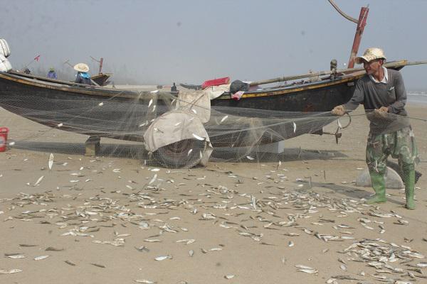 [Photo]: Ngư dân Kỳ Khang được mùa cá trích