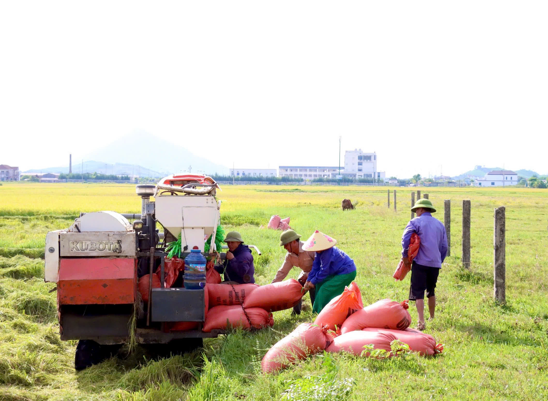 Nông dân huyện Kỳ Anh rộn ràng thu hoạch vụ lúa Hè thu năm 2024