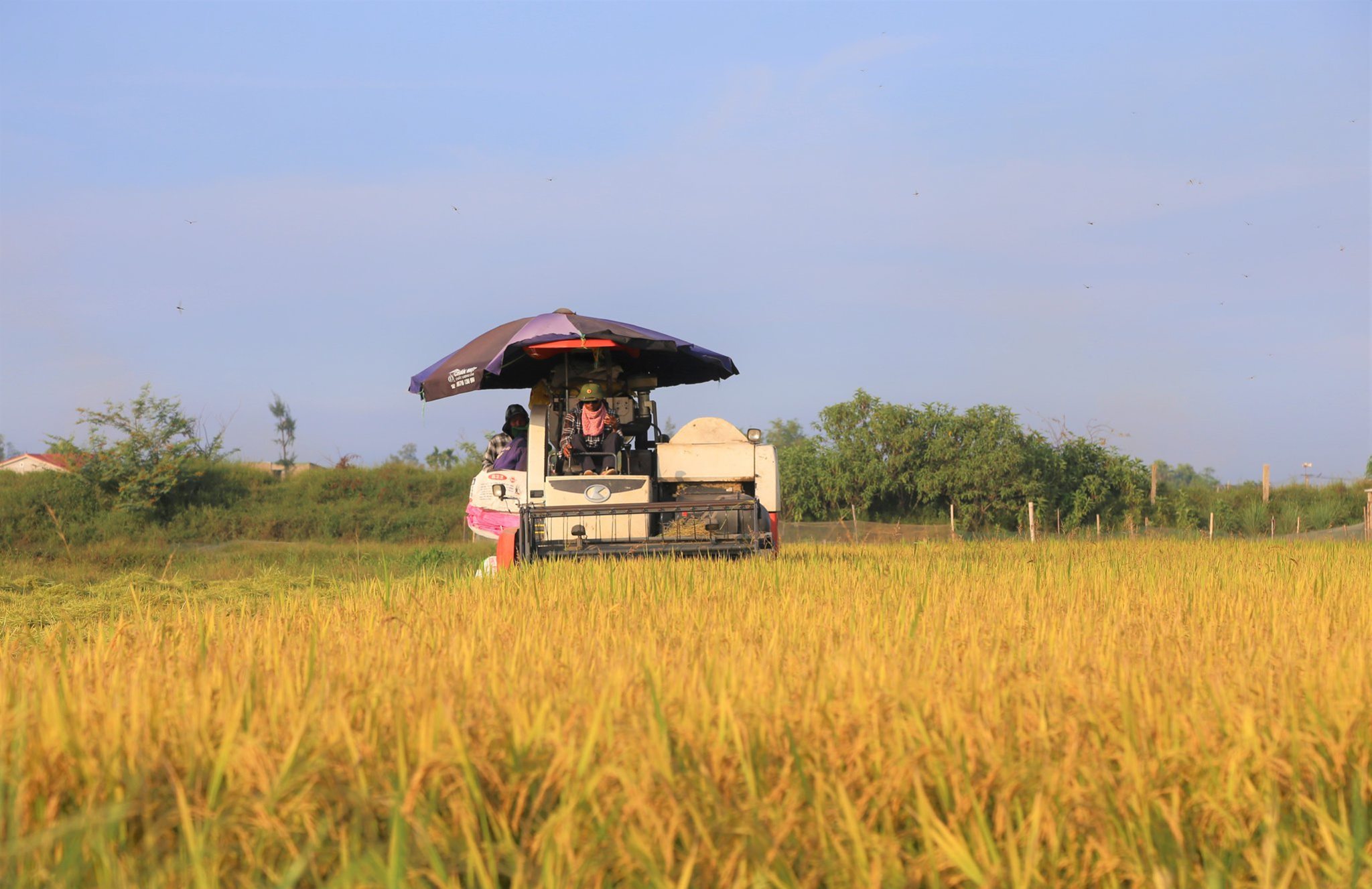 Kỳ Anh hoàn thành thu hoạch hơn 40% diện tích lúa Hè thu năm 2024