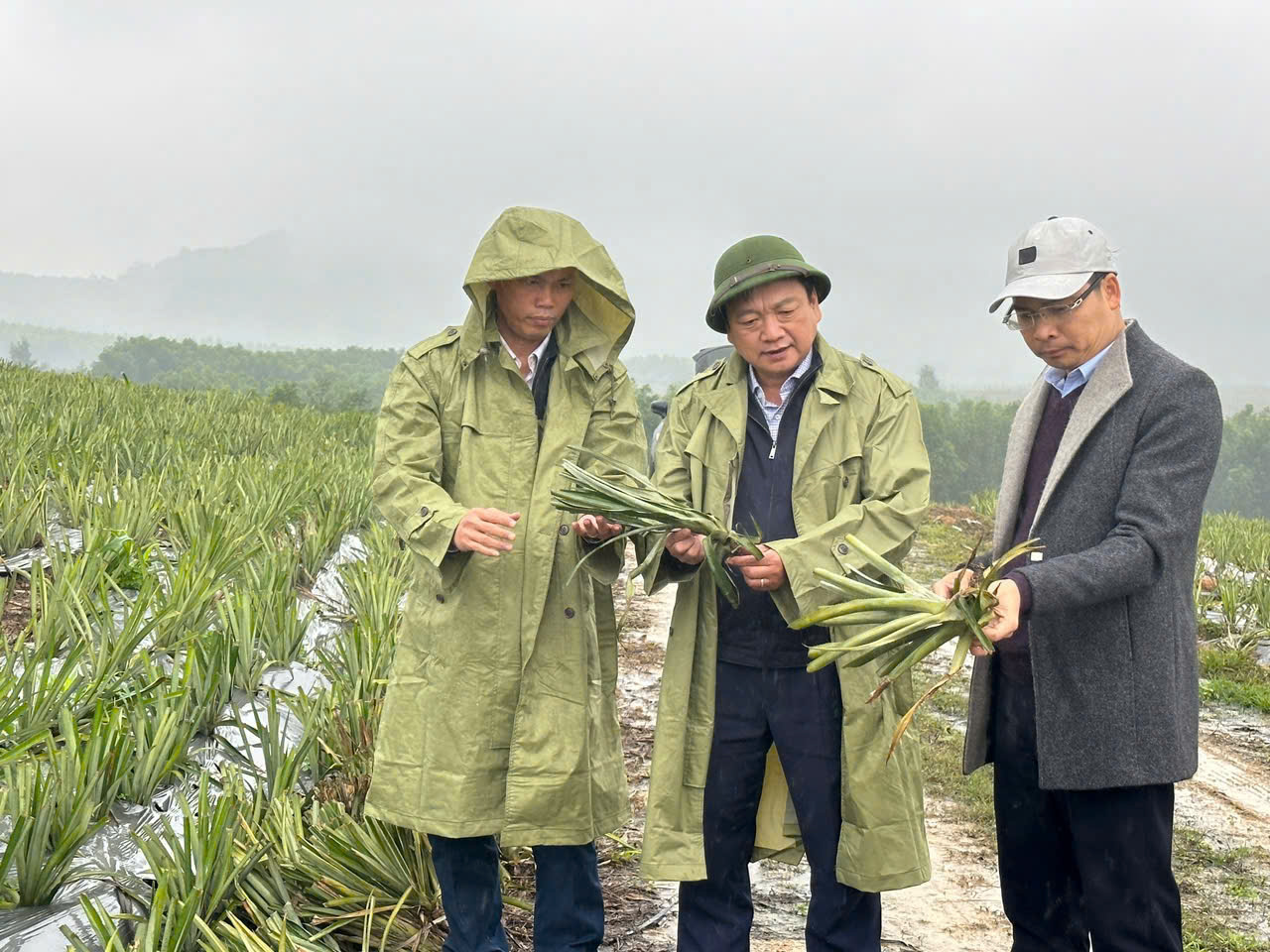 Các đồng chí Lãnh đạo huyện kiểm tra mô hình trồng dứa