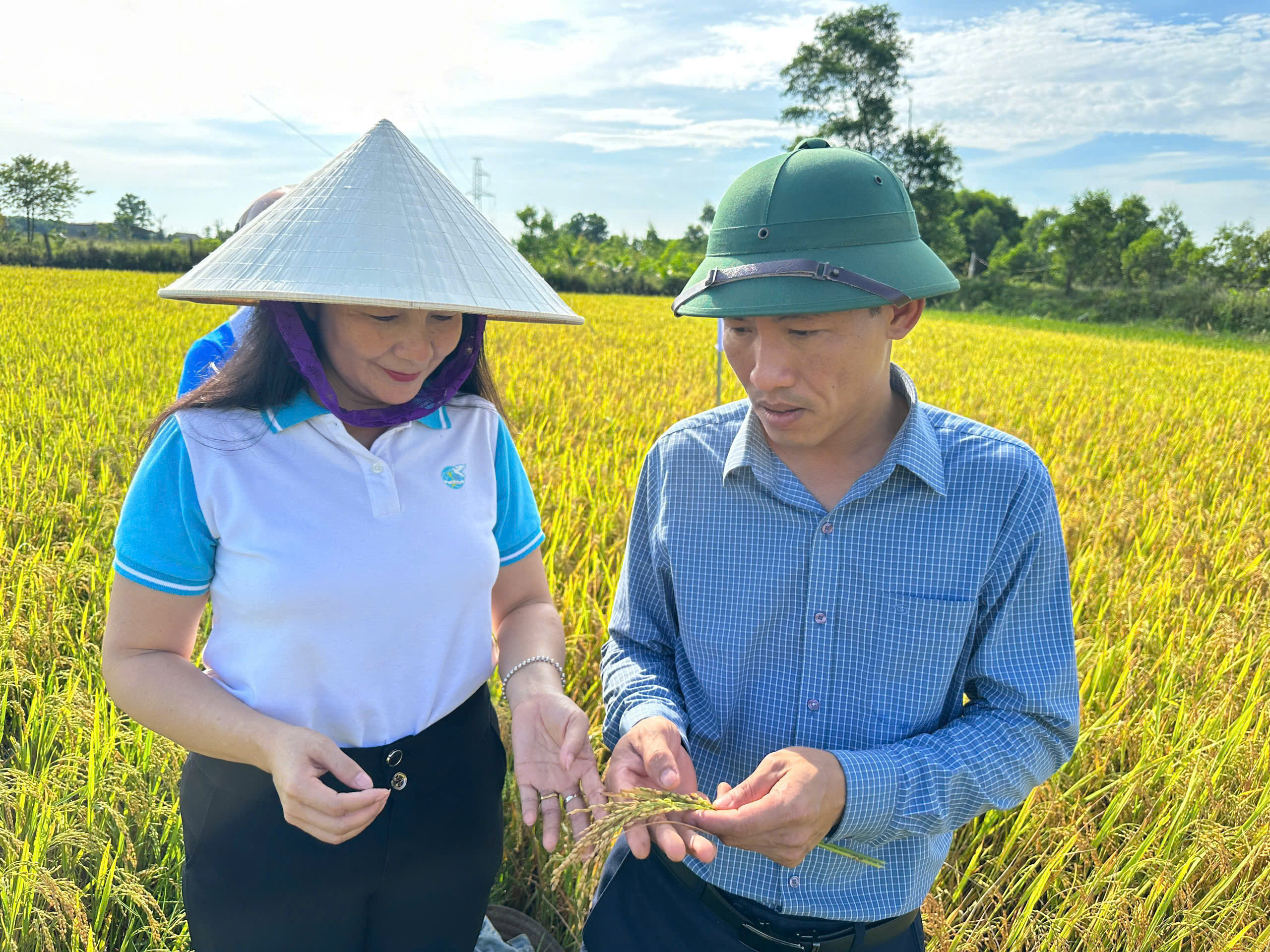 Hội thảo đánh giá quá trình thực hiện phân hữu cơ cho lúa vụ Xuân