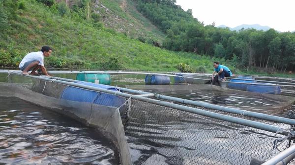 Hiệu quả từ mô hình nuôi cá lồng bè trên đập Đá Quại xã Kỳ Sơn