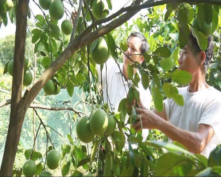 Cây Cam Chanh và bưởi Phúc Trạch trên đất Kỳ Thượng.