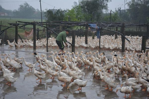 Làm giàu từ mô hình nuôi vịt đẻ khép kín.