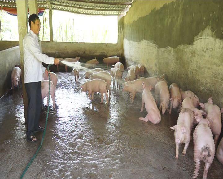 Chuyên đề: Xây dựng Nông thôn mới. Giàu lên từ mô hình chăn nuôi lợn nái sinh sản