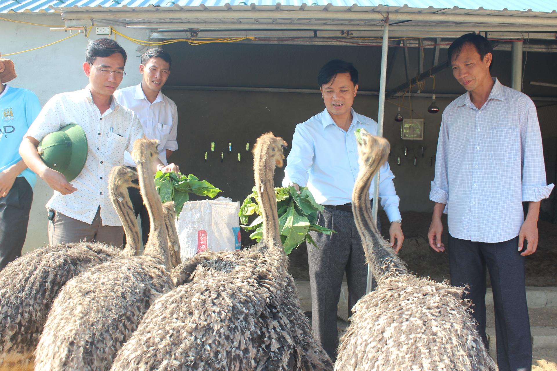 Đồng chí Nguyễn Văn Danh- TUV- Bí thư Huyện ủy- Chủ tịch HĐND huyện Kỳ Anh kiểm tra mô hình sản xuất chăn nuôi tại các xã vùng thượng huyện Kỳ Anh.