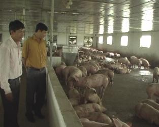 Kỳ Anh: Nhân rộng các mô hình kinh tế tiêu biểu trong xây dựng nông thôn mới