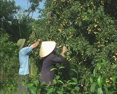 Kỳ Hoa thành công mô hình cây Vải thiều.