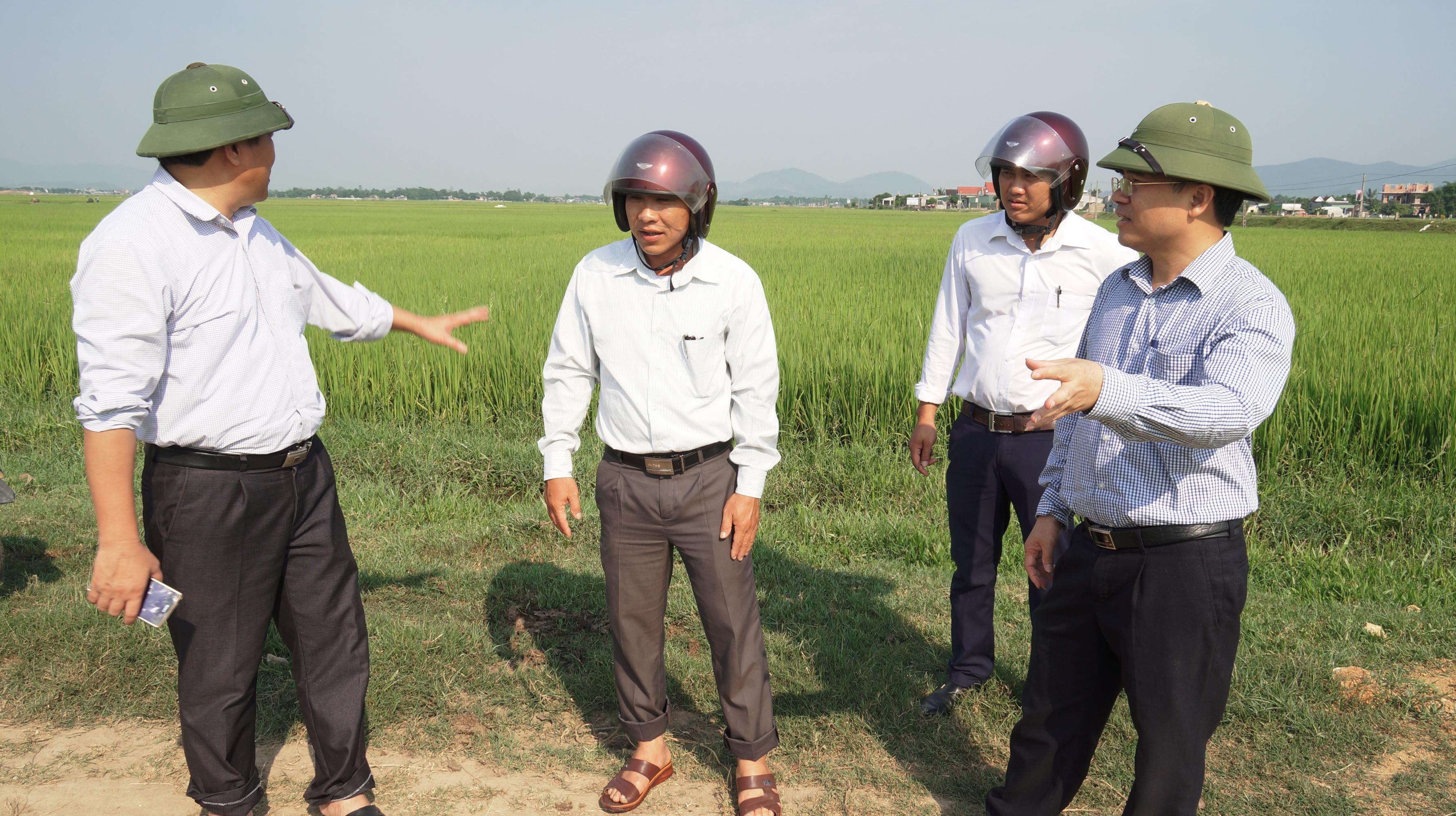 Đồng chí Bùi Quang Hoàn, Phó Bí thư Huyện ủy, Chủ tịch UBND huyện Kỳ Anh kiểm tra tình hình sản xuất lúa Đông xuân.