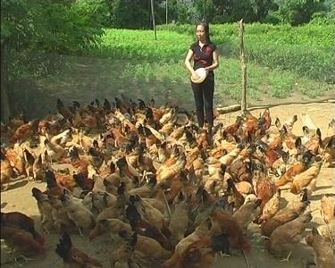 Kỳ Thượng nhân rộng các mô hình trồng cây ăn quả kết hợp với chăn nuôi