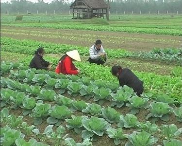 Hợp tác xã Hoa Văn – xã Kỳ Hoa trồng thí điểm 1,5 ha bắp cải, su hào và súp lơ trong vụ đông.