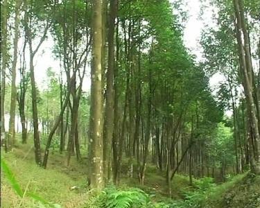 Làm giàu từ cây gió trầm