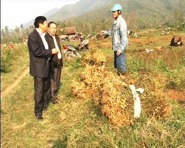Kỳ Ninh thí điểm thành công vụ Lạc đông năm 2013