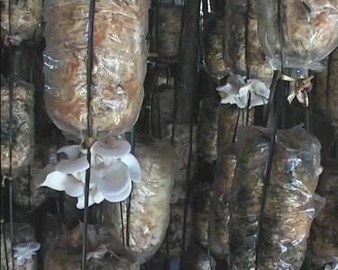 Xây dựng mô hình trồng nấm đưa lại hiệu quả kinh tế cao.