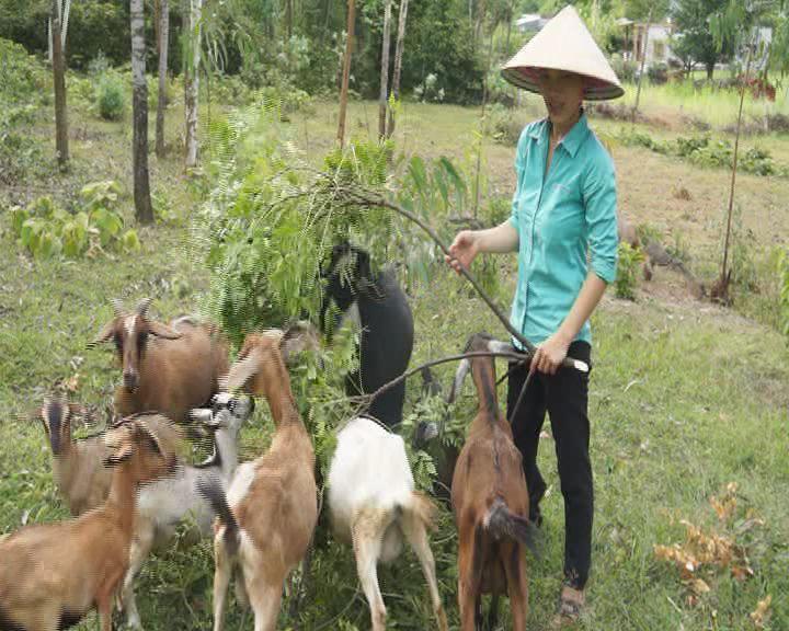 Kỳ Xuân: Nhân rộng mô hình chăn nuôi dê