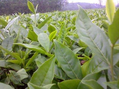 Xã Kỳ Trung: ra quân thu hái chè búp tươi đầu năm.