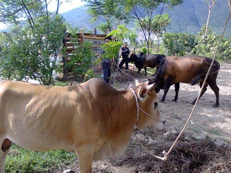 Hội Nông dân xã Kỳ Long xây dựng các mô hình kinh tế theo tiêu chí nông thôn mới