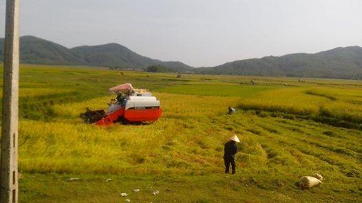 Thu hoạch nhanh gọn lúa xuân, triển khai hè thu 2014 đúng lịch thời vụ