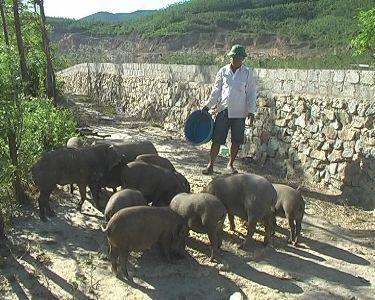 Kỳ Phương nhân rộng các mô hình kinh tế trong nông thôn mới.