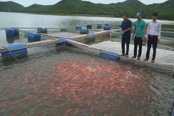 Phát triển mô hình nuôi cá lồng trên hồ thủy lợi Ba Khe.