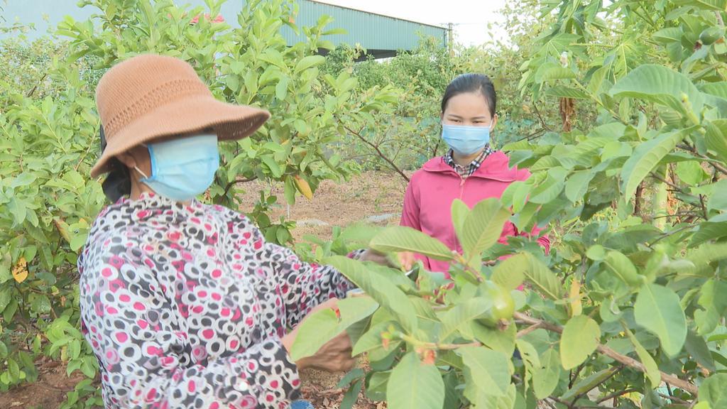 Hiệu quả từ vườn mẫu ở xã Kỳ Văn