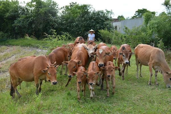 Chị Thủy nâng cao thu nhập từ chăn nuôi Bò sinh sản.