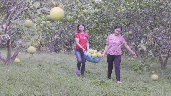 Hiệu quả từ mô hình Bưởi Phúc Trạch trên địa bàn xã Kỳ Thượng