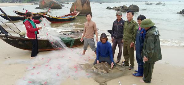 Ngư dân xã Kỳ Xuân huyện Kỳ Anh thả Rùa biển quý hiếm về với Đại dương.