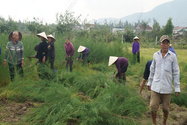 Kỳ Khang ra quân trồng cây chắn sóng dọc bờ biển
