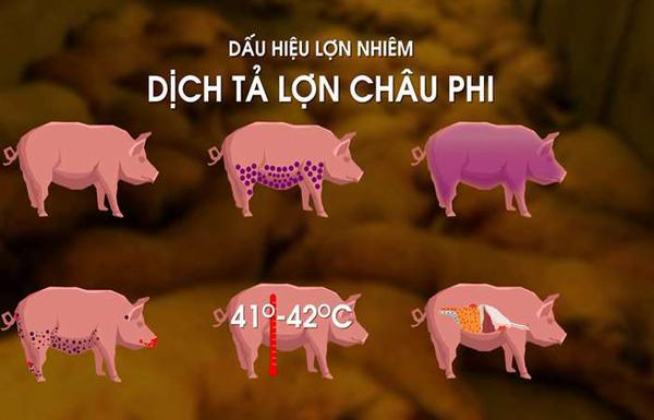 Cung cấp thông tin về tình hình Dịch tả lợn Châu Phi và một số nhiệm vụ thời gian tới