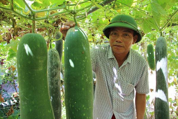 [Photo]  Ngắm những vườn cây trĩu quả trong xây dựng vườn mẫu ở huyện Kỳ Anh.