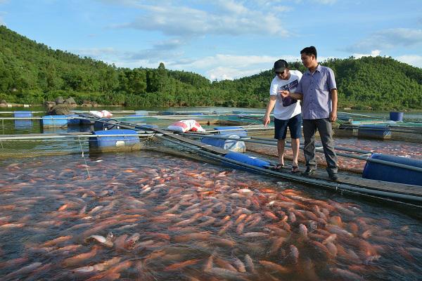 [Photo] Mô hình nuôi cá lồng trên đập Khe Còi.